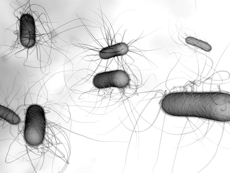Bacteria
