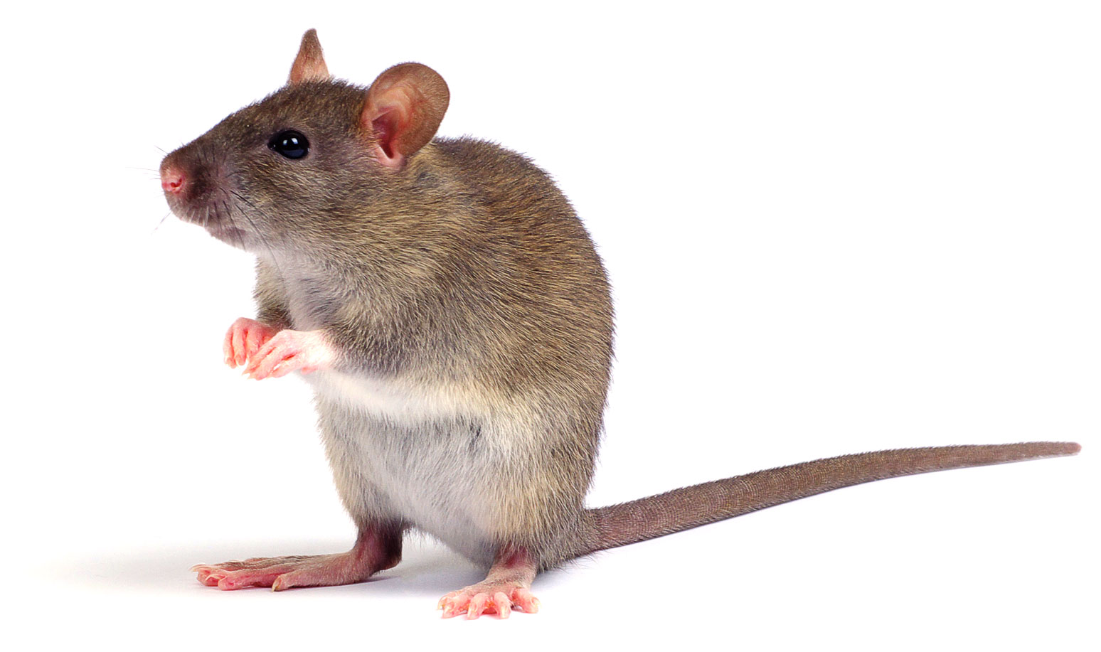Rat_02